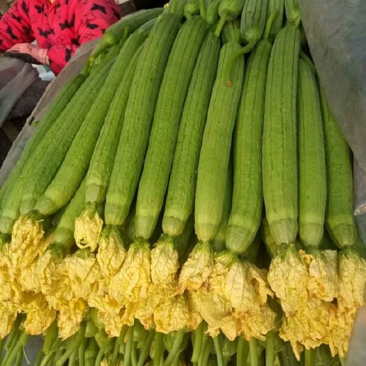 兰陵县 大量供应丝瓜，皮薄肉嫩，品质优良