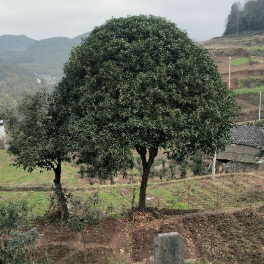 瓮安县桂花树苗