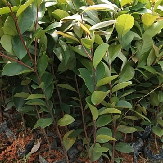  油茶苗、火力楠