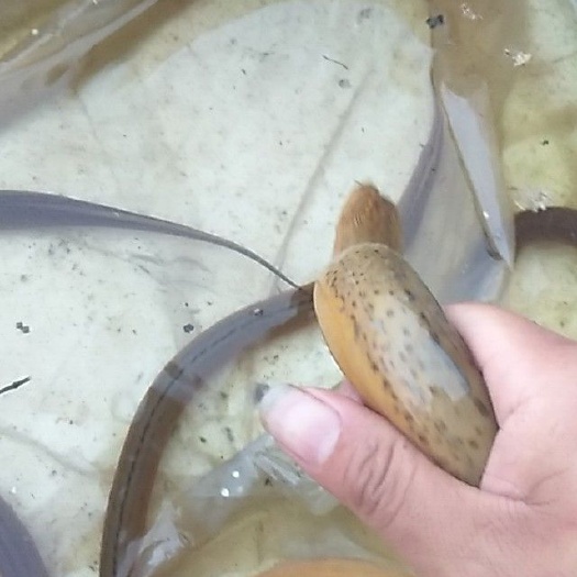 贵港 泥鳅苗