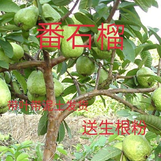 灵山县 红宝石番石榴苗，珍珠番石榴苗