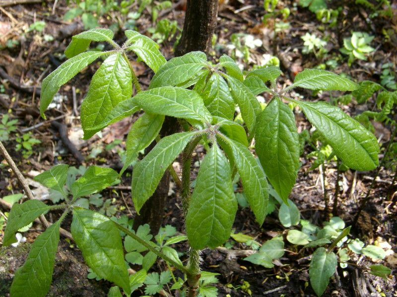 刺五加菜