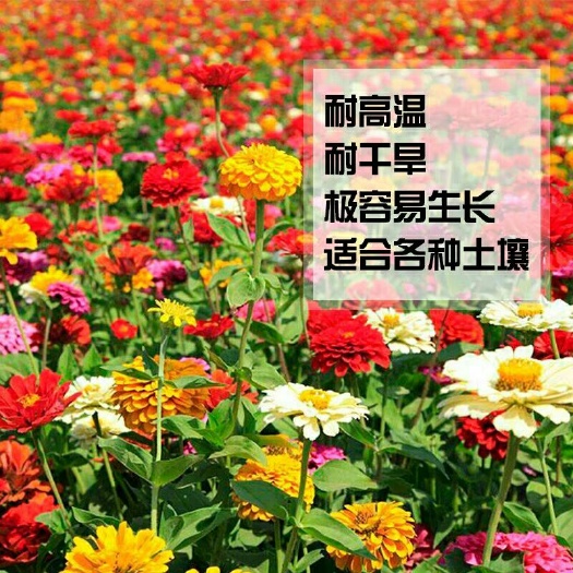沭阳县百日草种子 百日草花种子庭院种子四季易种室外阳台花籽子四季种易活开花不断