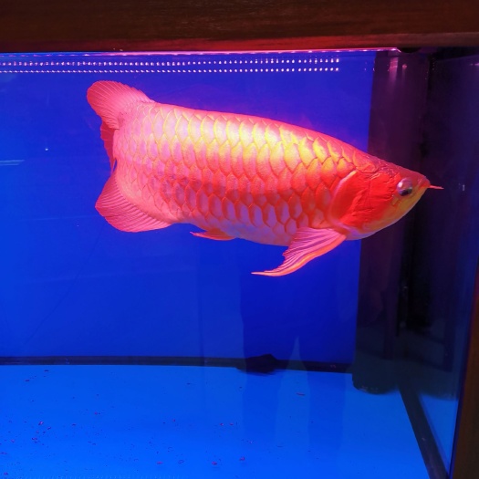 济南金龙鱼 红龙鱼