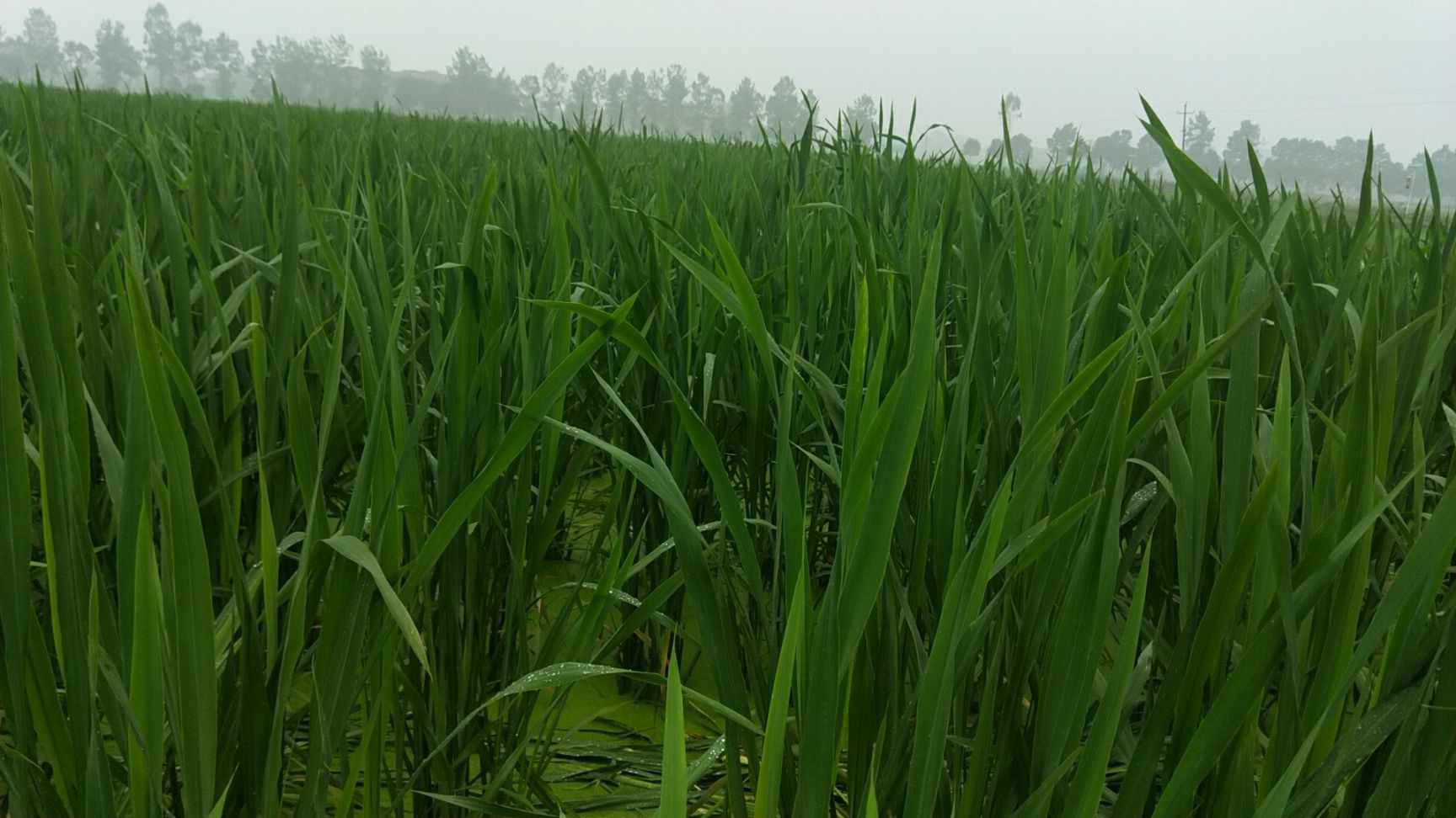  江西吉安县横江仕洲茭白