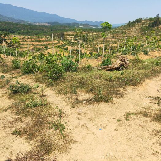 琼中县果园 海南省琼中县++农场土地