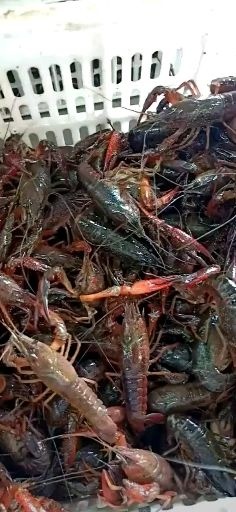 黄梅县 供应4567规格小龙虾，保证成活率95%，质量过硬货源充足
