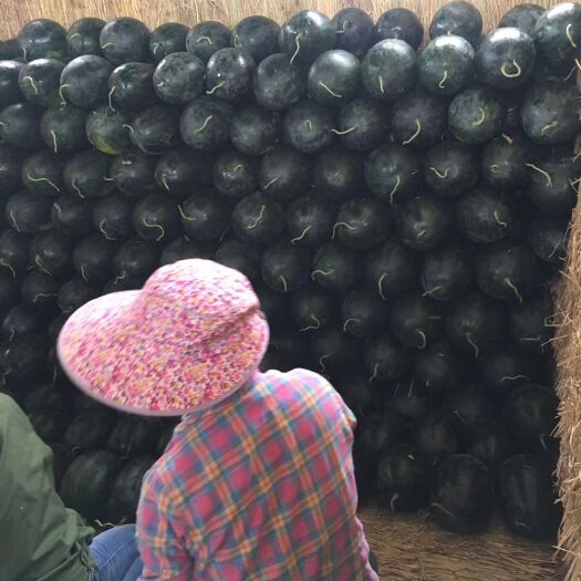 宾阳县黑美人西瓜 广西壮族自治区南宁市宾阳县 1茬 一级