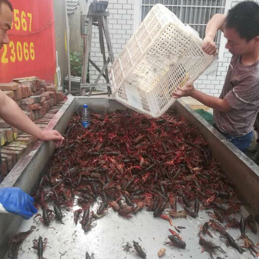 仙桃市 仙洪水产养殖青壳小龙虾各种规格都有4-6餐饮和陪送！！