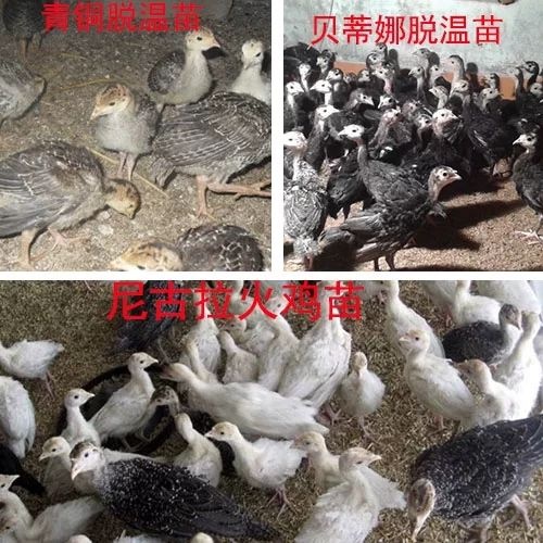阳新县火鸡苗 黄石珍禽养殖基地