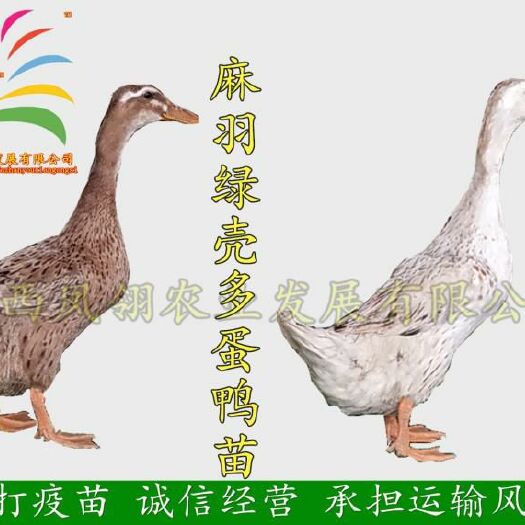 南宁蛋鸭苗 绿壳多蛋鸭