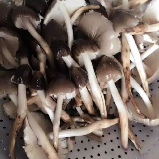 惠州鸡枞菌 鲜鸡枞菌