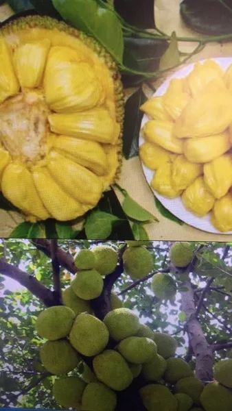 灵山县马来西亚一号菠萝蜜苗