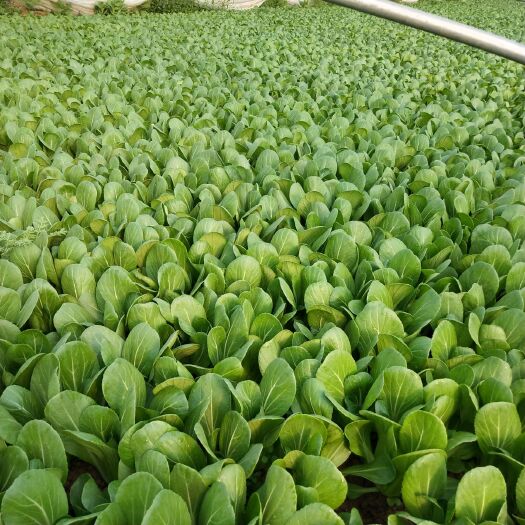 曹县北方小油菜 大量上市每天不到