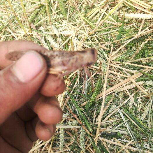 淮北蚂蚱 东亚飞蝗