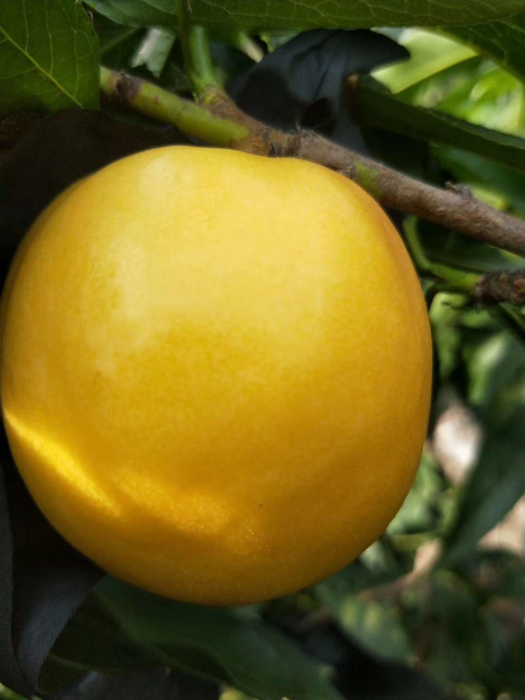 黄玉油桃图片