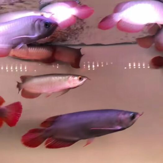 济南 红龙鱼金龙鱼