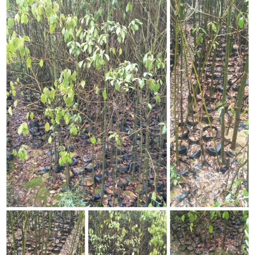 汉寿县樟树苗 香樟袋苗