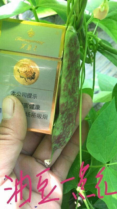 双辽市架豆角
