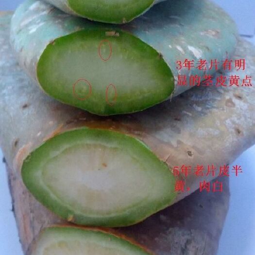 周口 墨西哥米邦塔食用仙人掌美容仙人掌