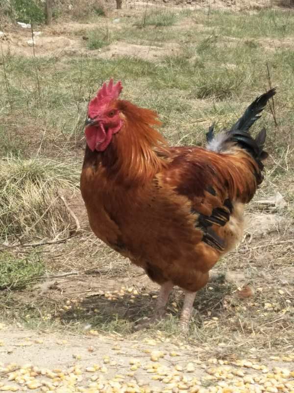  散养土鸡直供，价格实惠、肉质鲜美…
