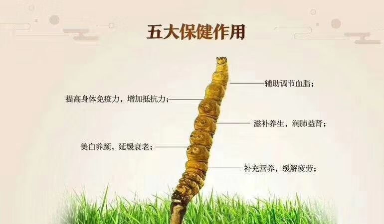 雅江县 冬虫夏草