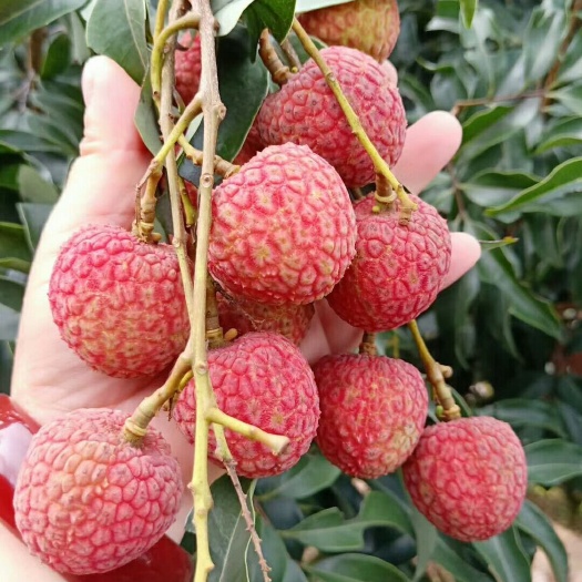 高州市妃子笑荔枝苗  桂味、糯米糍、白糖罂