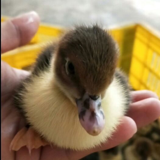 徐州黑番鸭苗