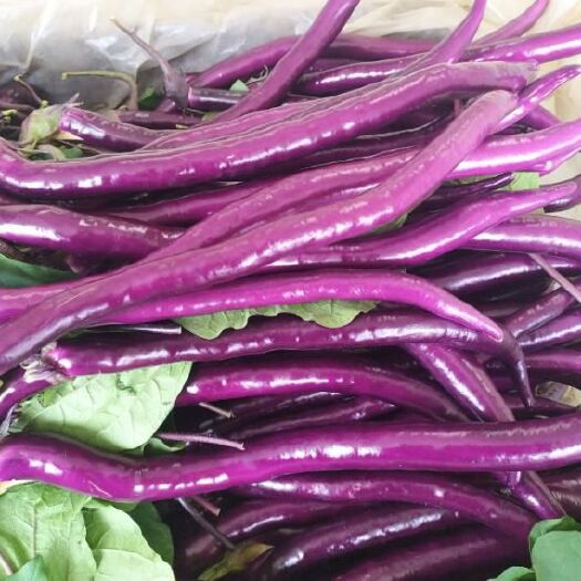 兰陵县 精品线茄