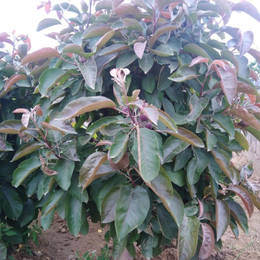 平邑县南方芭蕾苹果苗 红芭蕾芭蕾果果树盆栽地栽