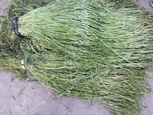 邳州市供应优质贡菜苔干