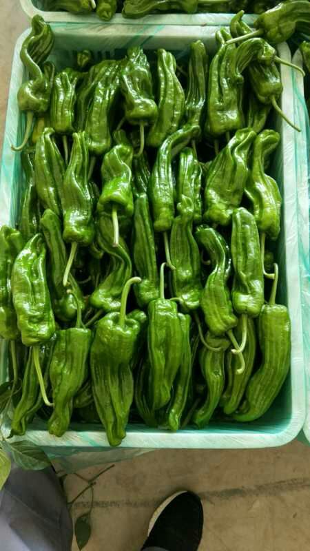 兰陵县 大量供应新辣椒，质优价廉，欲购从速
