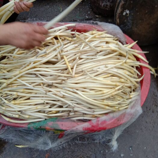 仙藕带 精品鲜货,一级藕尖,质量好