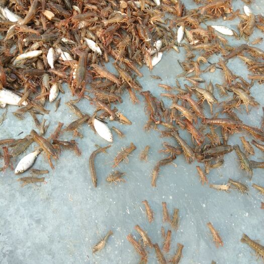 泗洪县 虾苗
