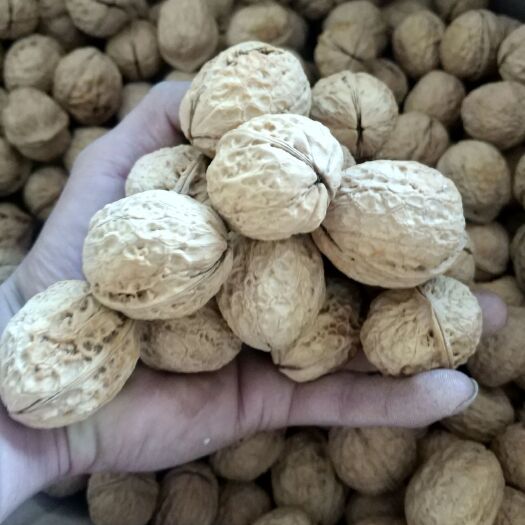 大姚县纸皮核桃 云南大姚 103精品大果