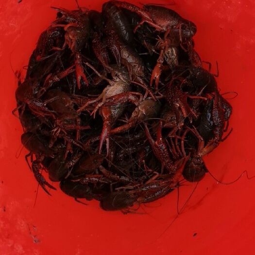 彭州市 大大的小龙虾
