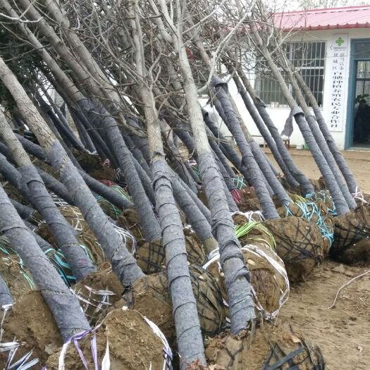驻马店 欧洲枫香北美枫香优化品种，色度达到国旗红。