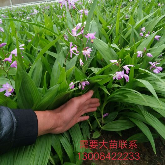 咸阳紫花白芨苗  白芨大苗