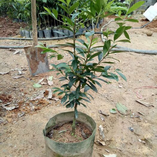 灵山县 巴西樱桃苗
