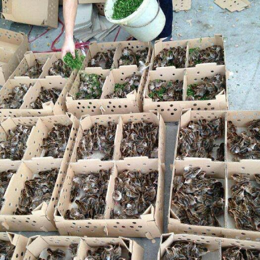 沭阳县 珍珠鸡苗，珍珠鸡种苗厂家活体运输包活，优质纯种珍鸡珠鸡鸡苗