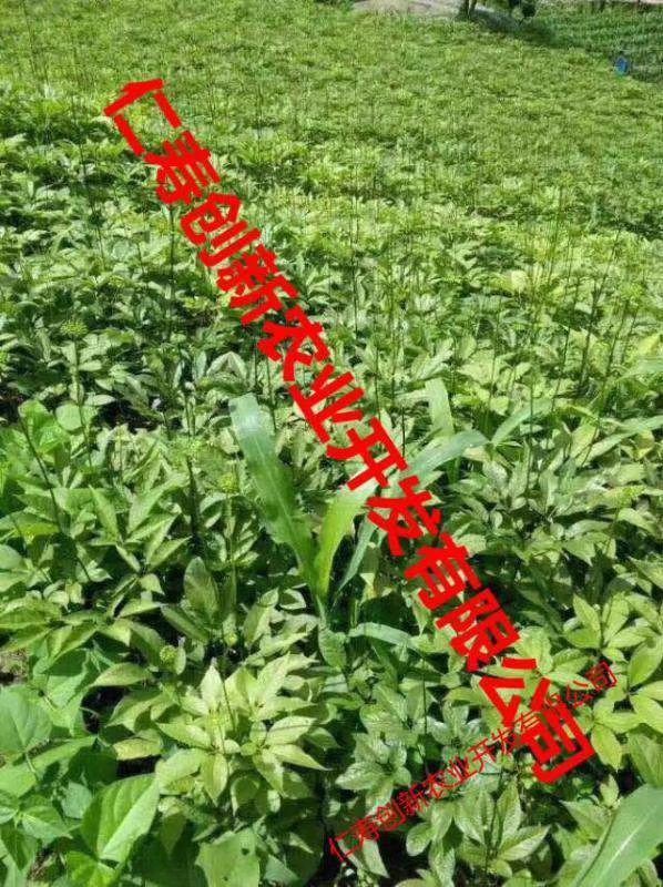 仁寿县竹节参种子，种苗出售，中药材种子种苗