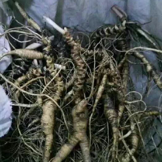 桓仁县园参 用服务和质量说话