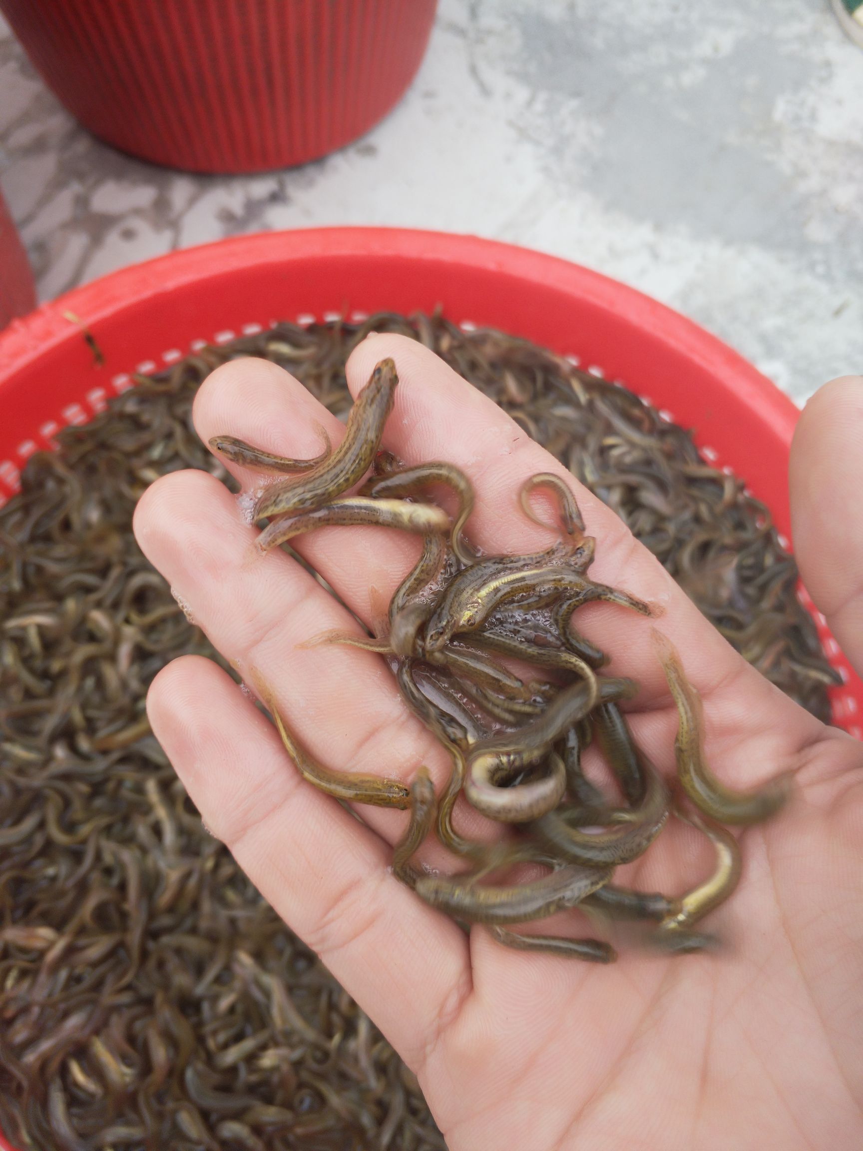 广州泥鳅苗 创达丰水产诚信经营各类优质淡水鱼苗