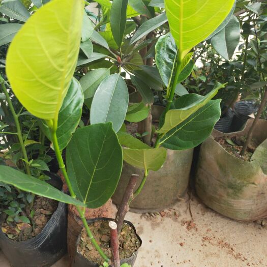 灵山县马来西亚一号菠萝蜜苗