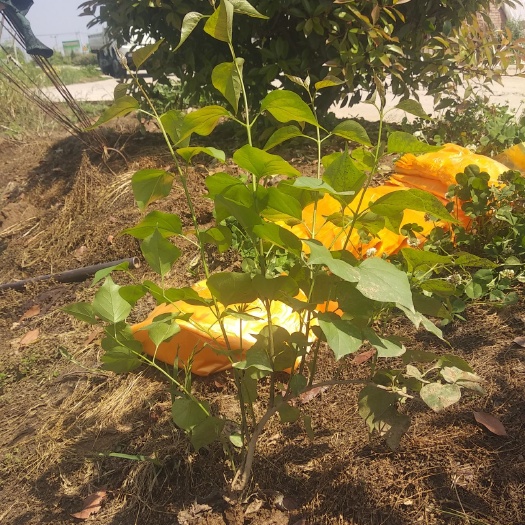 咸阳 营养杯丁香