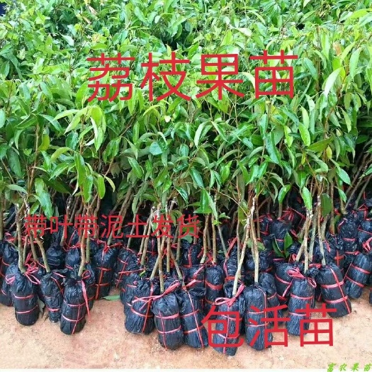 灵山县 荔枝苗妃子笑荔枝树苗桂味荔枝树苗嫁接苗庭院果树苗包邮