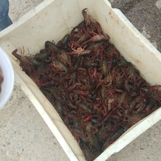 当阳市 湖北小龙虾