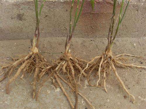 芦笋根  芦笋苗