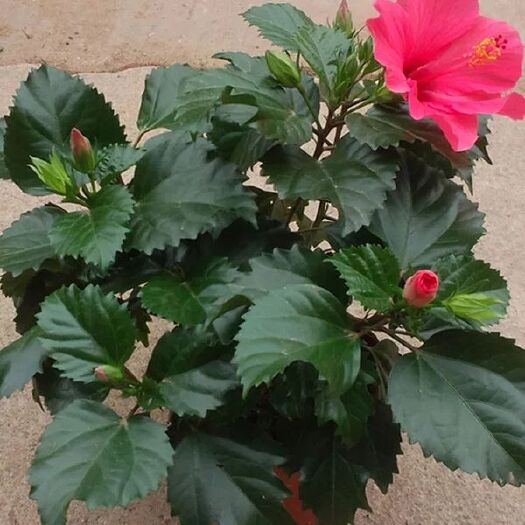 紅花木槿