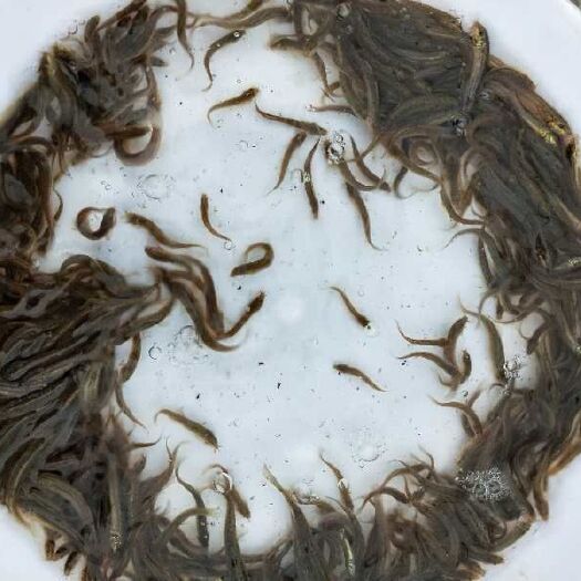 重庆市 泥鳅苗 鲤鱼苗 鲫鱼苗 草鱼苗 青鱼苗 翘壳苗等